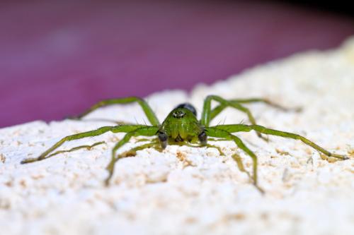 Micrommata ligurina